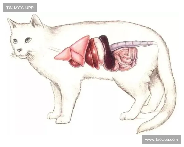 猫咬伤传染病治疗方法大揭秘